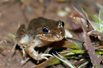 Image showing  limnodynastes tasmaniesis