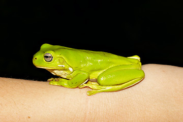 Image showing green tree frog