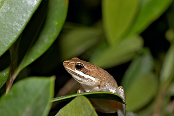 Image showing litoria dentata