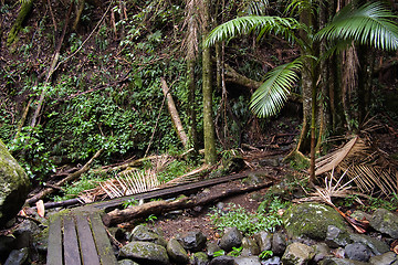 Image showing rain forest