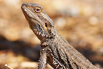 Image showing lizard getting warm