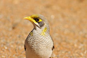 Image showing noisy miner