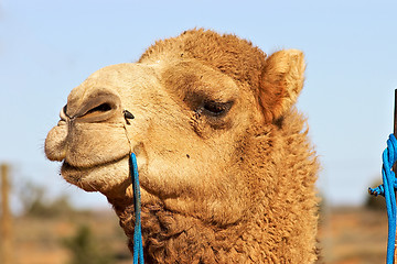 Image showing close up of camel