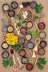 Image showing Herbs for Womens Health 