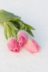 Image showing Spring card with tulips in the snow