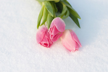 Image showing Spring card with tulips in the snow