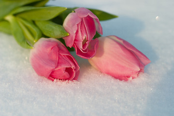 Image showing Spring card with tulips in the snow