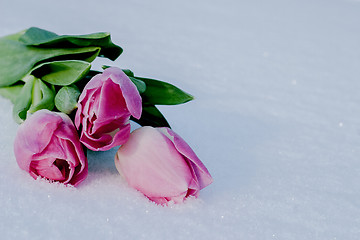 Image showing Spring card with tulips in the snow