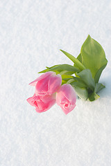 Image showing Spring card with tulips in the snow