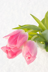 Image showing Spring card with tulips in the snow