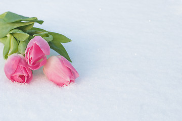 Image showing Spring card with tulips in the snow