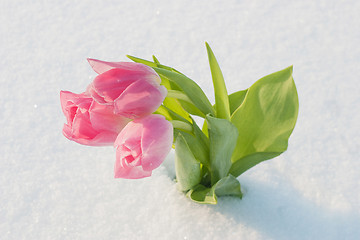 Image showing Spring card with tulips in the snow