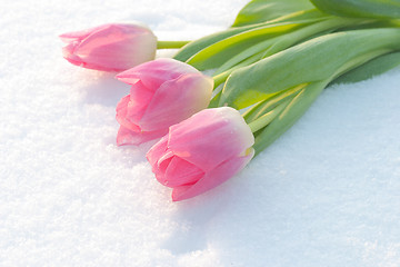 Image showing Spring card with tulips in the snow