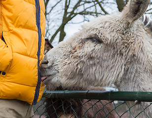 Image showing Donkey seeking attention