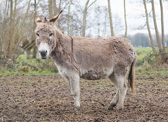 Image showing Donkey in the field