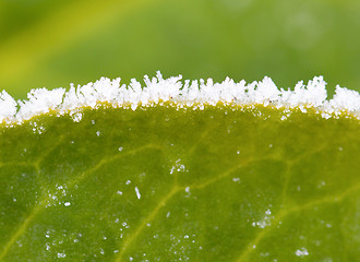 Image showing Green leaf with ice