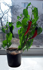 Image showing home sturdy red pepper