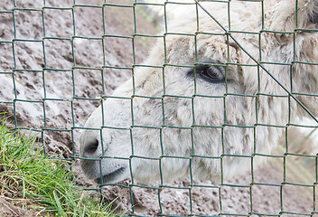 Image showing Donkey behind a green fence