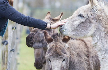 Image showing Donkeys seeking attention