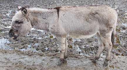 Image showing Donkey in the field