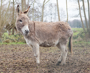 Image showing Donkey in the field