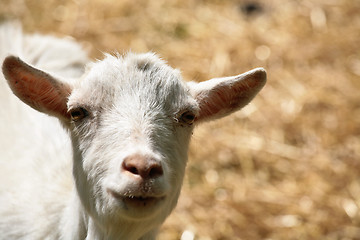 Image showing farm goat