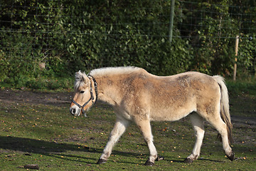 Image showing danish horses