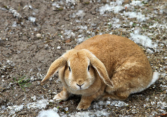 Image showing Rabbit