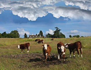 Image showing danish cows 