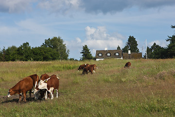 Image showing danish cows 