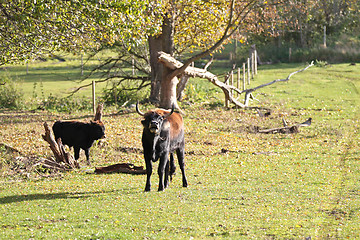 Image showing danish cows 