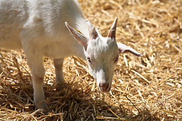 Image showing farm goat