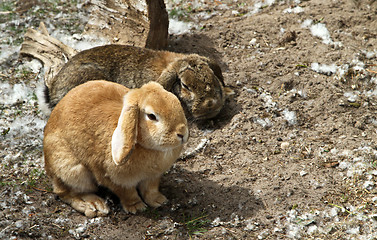 Image showing Rabbit