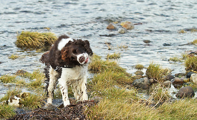 Image showing Child and dog