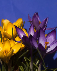 Image showing crocus