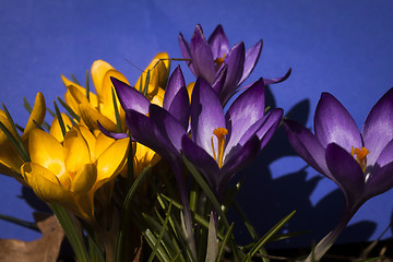 Image showing crocus