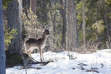 Image showing fallow deer