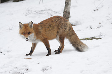 Image showing red fox