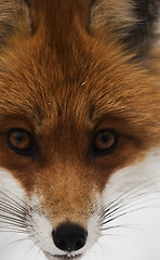 Image showing fox