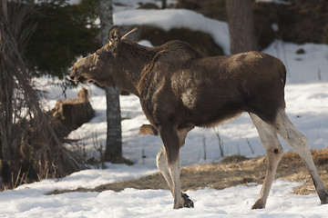 Image showing moose