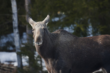 Image showing moose