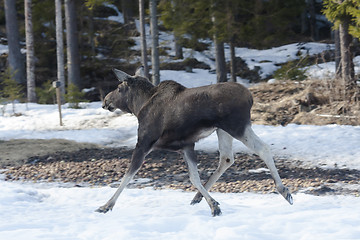 Image showing running moose