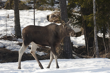 Image showing moose