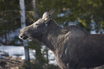 Image showing moose