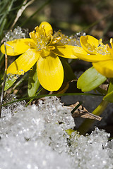 Image showing winter aconites in snow