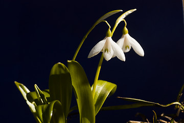 Image showing snowdrops