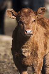 Image showing calf