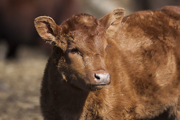 Image showing calf