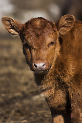 Image showing calf