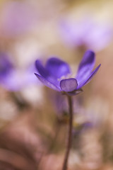 Image showing blue anemone
